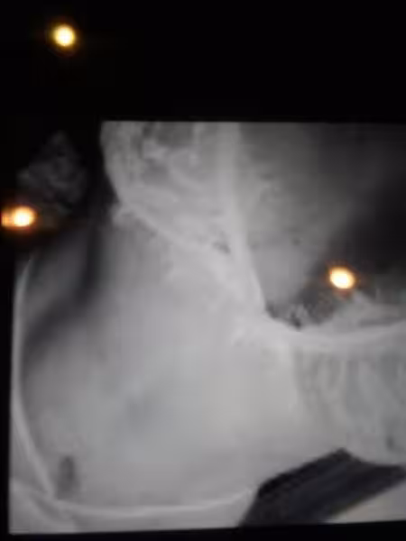 companion Tammy in Chesapeake, VA